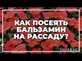 Как посеять бальзамин на рассаду? | toNature.Info