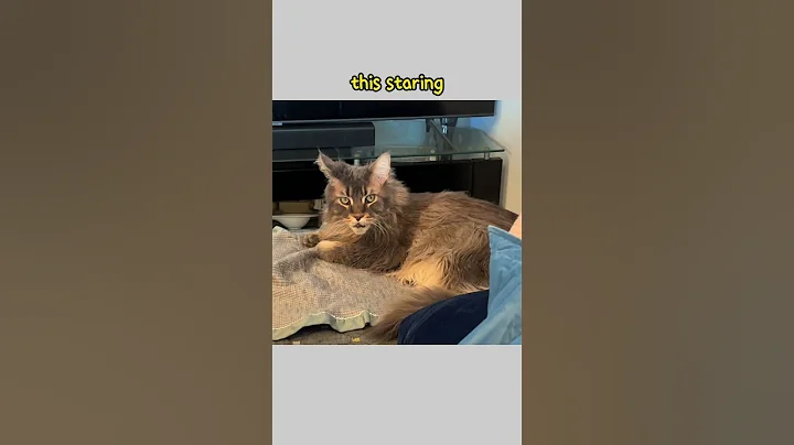 Watch the video about Staring #mainecooncat #bigcat