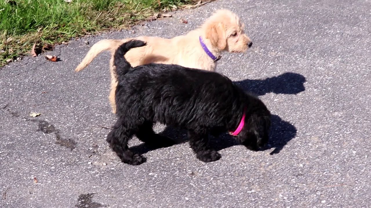 Labradoodle Puppies For Sale YouTube