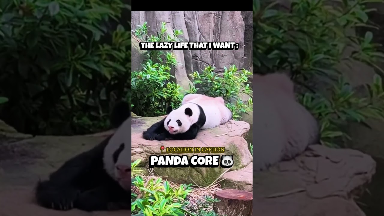 Met this Cute Panda’s 