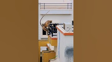 Monkey jump🐒#shorts #youtubeshorts #shortsfeed #monkey #jump #viral #like #trending #short #yt #yts