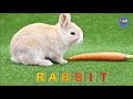 🇪🇳🇬🇱🇮🇸🇭 🇼🇴🇷🇩 - Learn to Read | Learn Animal Name With Word Spelling - with HD Pictures | FUN #11