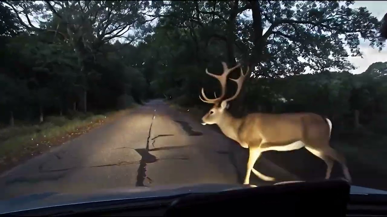 Rural – animals near roadway | UK Driving Hazard Perception Test |Pass Hazard UK