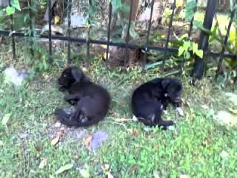 Pit Bull Puppies thrown away ... by GloZell