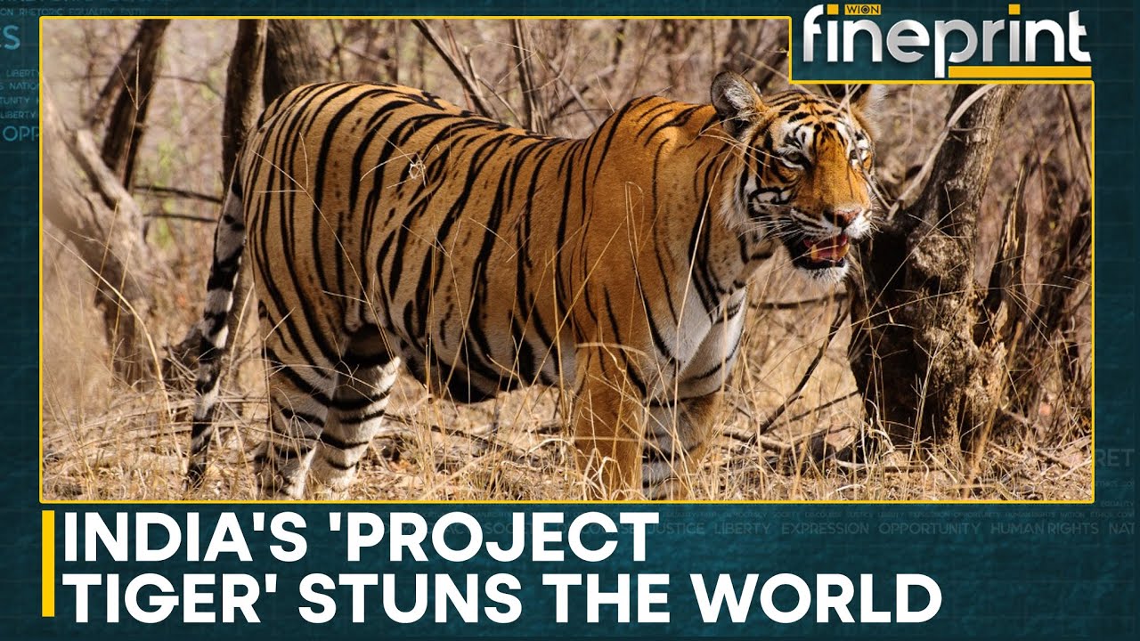 Tiger Population In India Increased By 30% Over Past 2 Decades | WION Fineprint