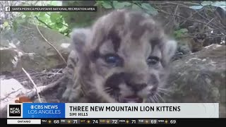 Park rangers find three mountain lion kittens in Simi Hills