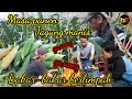 Masa panen jagung manis TALENTA