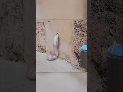 Огромный Червь Залез в Стену