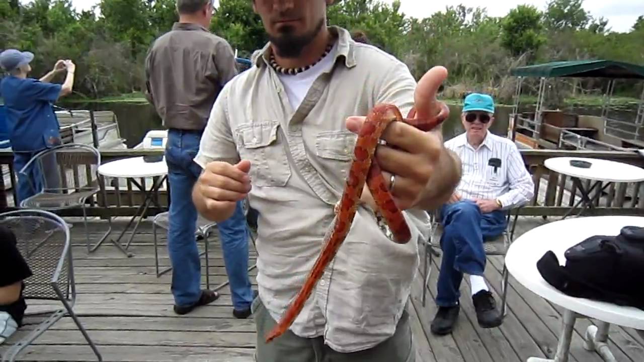 JunglePete and the Rat Snakes