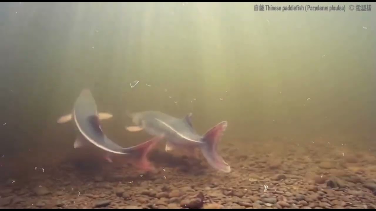 逝去的長江白鱘 The lost Chinese paddlefish 