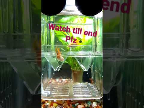 #Platy fish giving