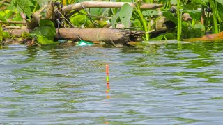 Tumbuhan kangkung liar rumah ikan nila besar || mancing ikan nila di waduk karangkates