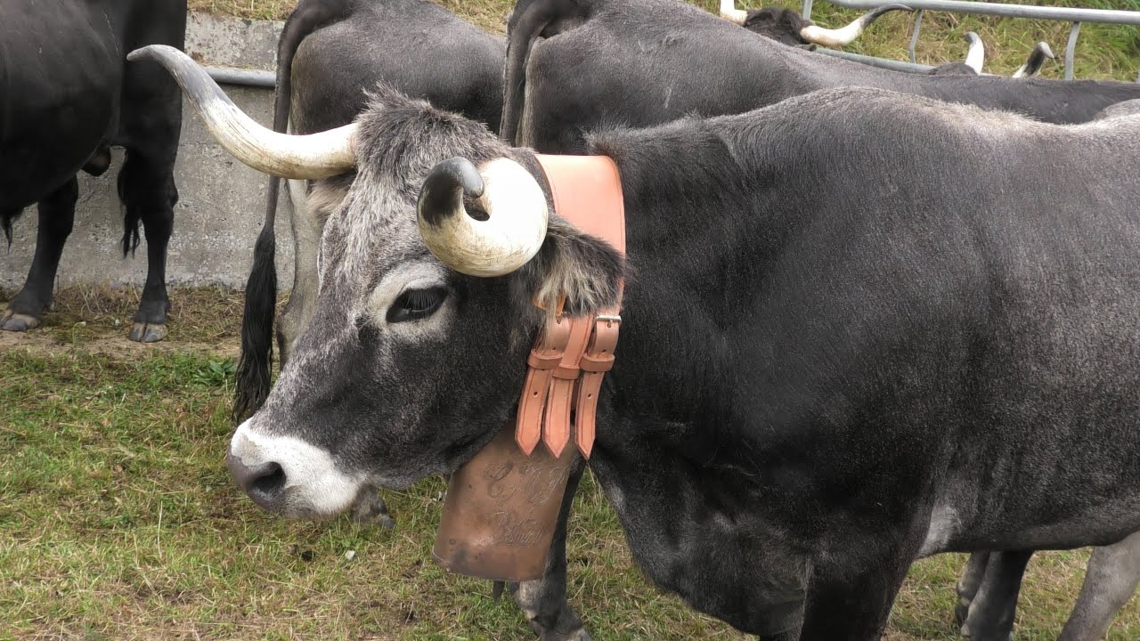VALLE DE POLACIONES FERIA DE SAN ANTOLÍN 2023 VÍDEO HD (CANTABRIA)