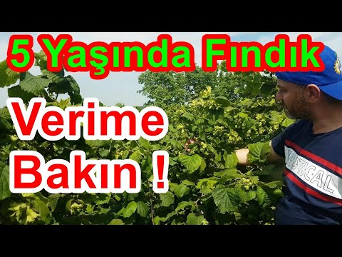 Video: Bunya fındık ne kadar sürer?