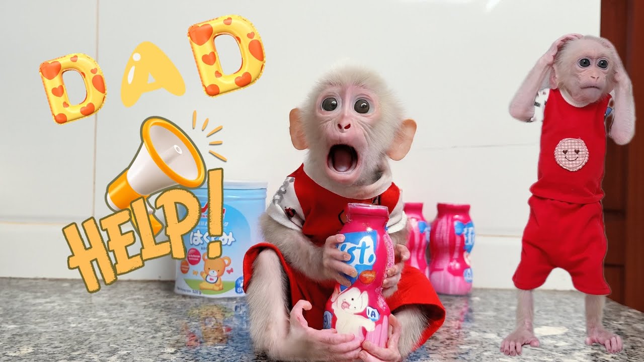 Monkey Kabi Was So Hungry — Dad Helped Him Eat a Full, Happy Meal!