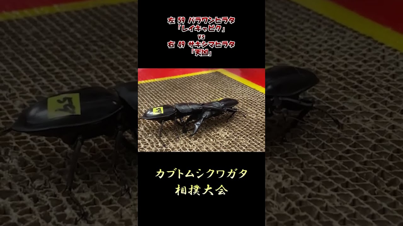 パラワンヒラタクワガタ レイキャビク vs サキシマヒラタ