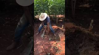 Rt Hello4042160 Mini Rotary Tillage And Ridging All-In One Tree Short View