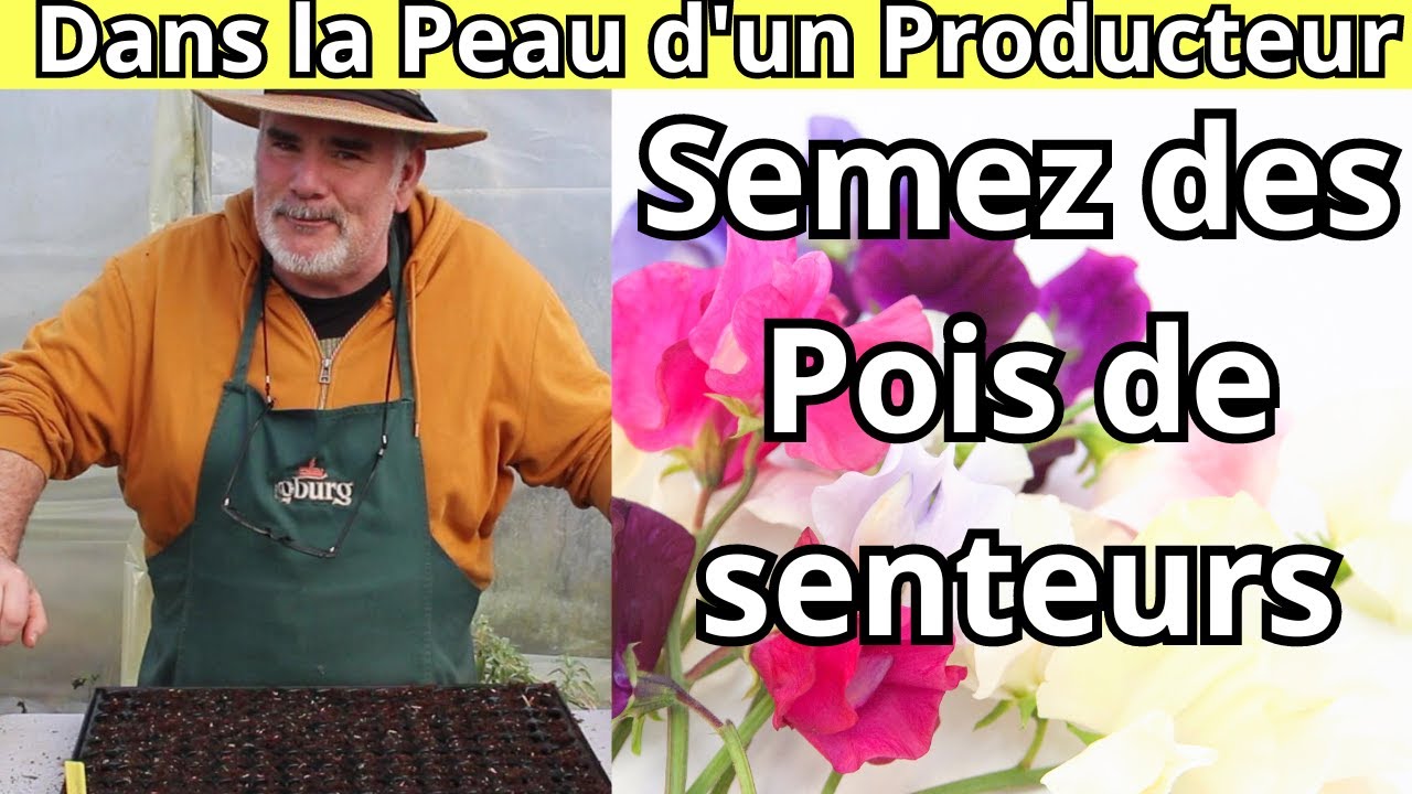 Comment réussir ses semis de Pois de senteurs en plaque alvéolée — free download