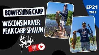 BOWFISHING CARP Wisconsin River PEAK SPAWN