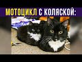 Приколы с котами. МОТОЦИКЛ С ЛЮЛЬКОЙ ТАКОЙ) | Мемозг #354