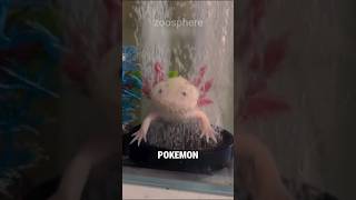 Axolotls Are Real Life Pokemons #shorts #animals #axolotl