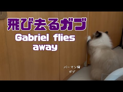 バーマン猫ガブとラフ【飛び去るガブ】Gabriel flies away（バーマン猫）Birman/Cat