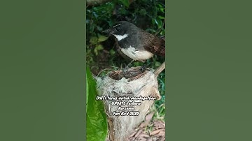 Anak burung baru menetas