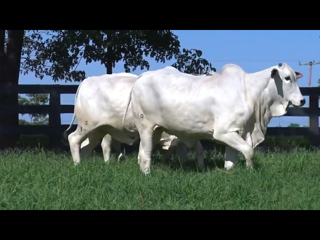 LOTE 051 - LAJA 934 - 951 -1003 - LEILÃO VIRTUAL FAZENDA NOVA GENÉTICA 2024