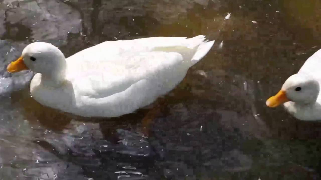 White Call Duck YouTube