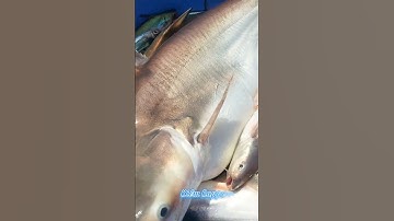 #Shorts / Câu cá ba sa sa cá dứa mồi này nó khoái lắm miền tây sông nước #KiềmRapper