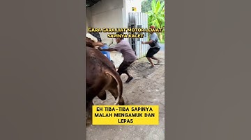 momen lucu ketika sapi kurban tiba-tiba ngantuk banget bikin ngakak ‼️ #sapi #kurban #ngakak #lucu