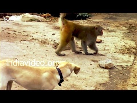 dog-and-monkey---funny-animal-video-india