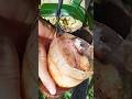 Coconut wine #coconut #alcoholicdrinks #shorts