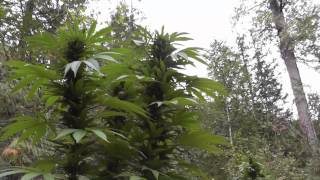 Outdoor Guerilla Grow 2013  Part 7 - Harvest is soon
