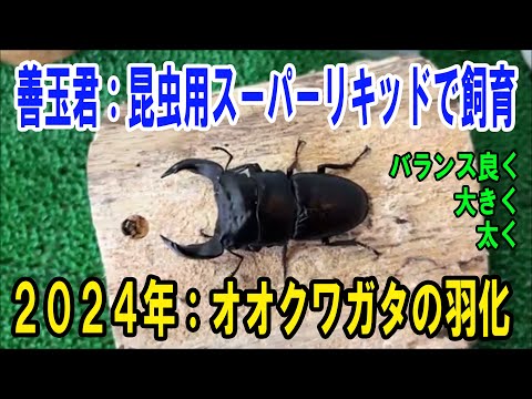 堅実な究極の hqdefault.jpg その他