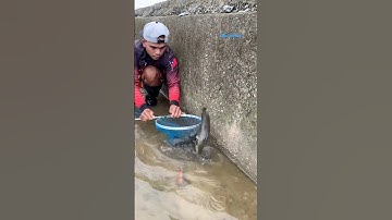 Cá Lớn - bắt Cá Trê bằng vợt đơn giản 😱 #khacthuyvlogg