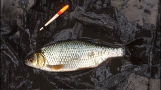🎣 A short afternoon angling session on a pond by Stewart Bloor 42 views 1 day ago 2 minutes, 13 seconds