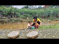 Life of a 17 year old single mother  harvesting duck eggs to sell  ly thien ca