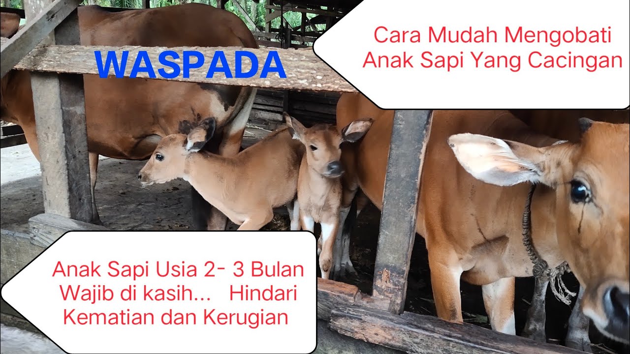 Cara Mudah Mengobati Anak Sapi Yang Cacingan