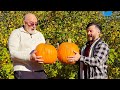 Pumpkin Picking At Demarest Farms, NJ | Great Family Fun!