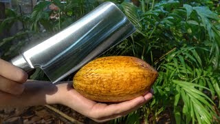 What's inside a Cocao Pod?