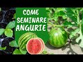 Come e quando SEMINARE le ANGURIE nell'ORTO