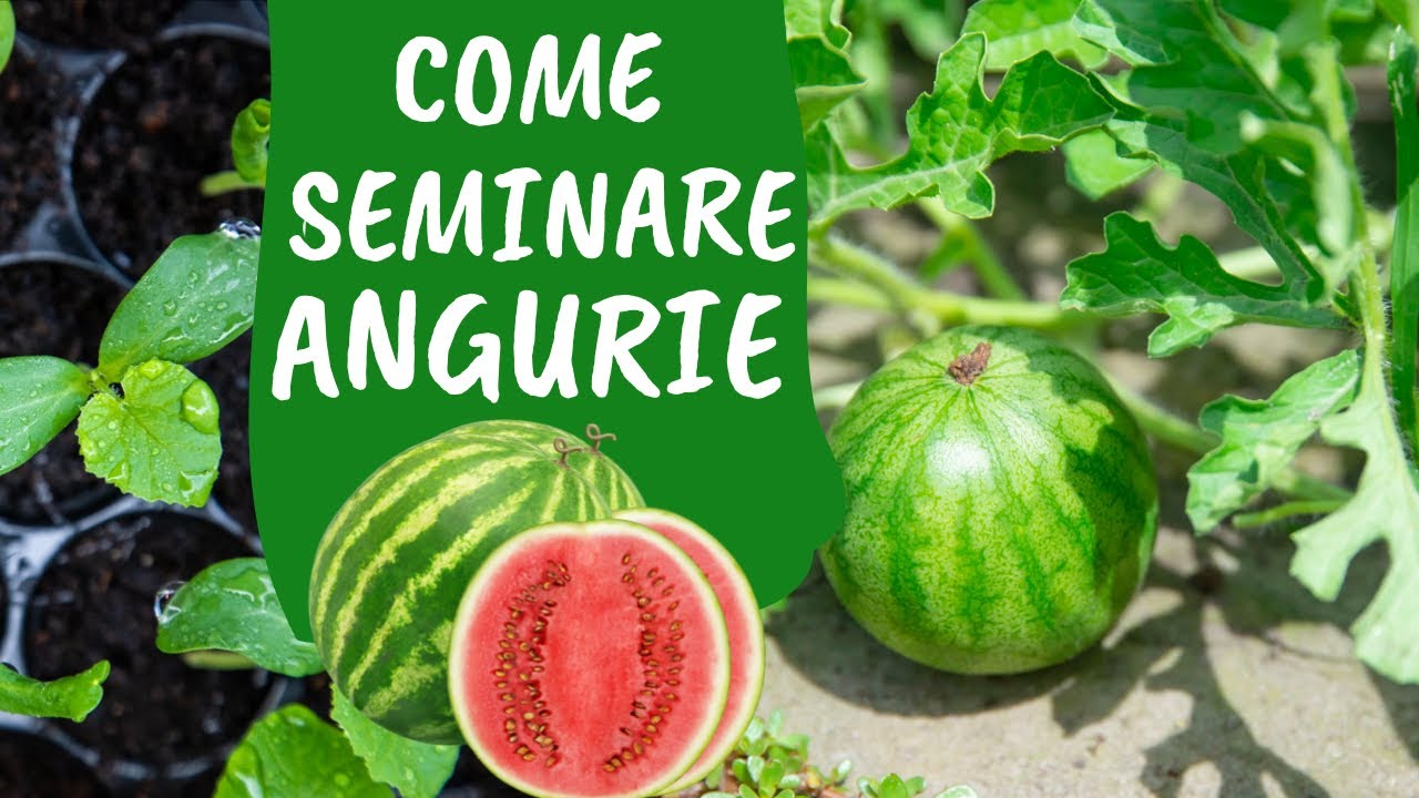 Come e quando SEMINARE le ANGURIE nell'ORTO - YouTube