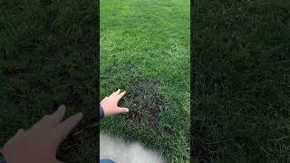 13 Days After Overseeding