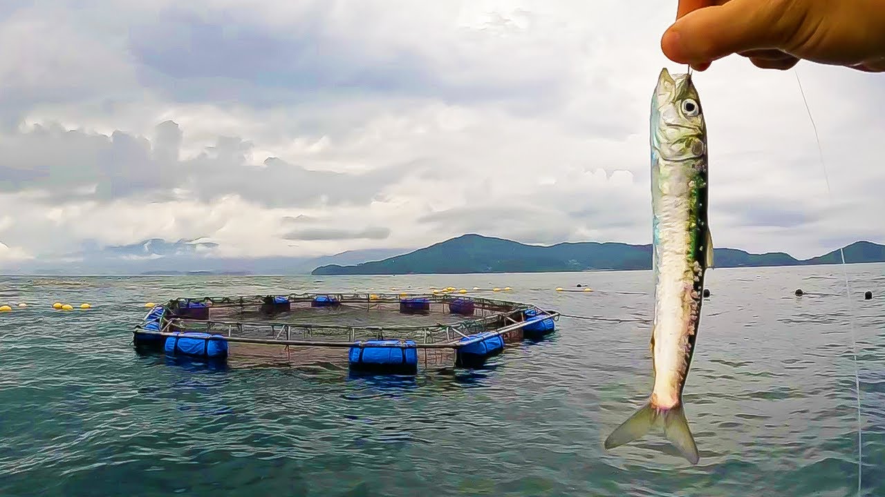 【特別許可】立入禁止の生簀横でイワシの泳がせ釣り！魚が狂う“衝撃の一部始終”…！
