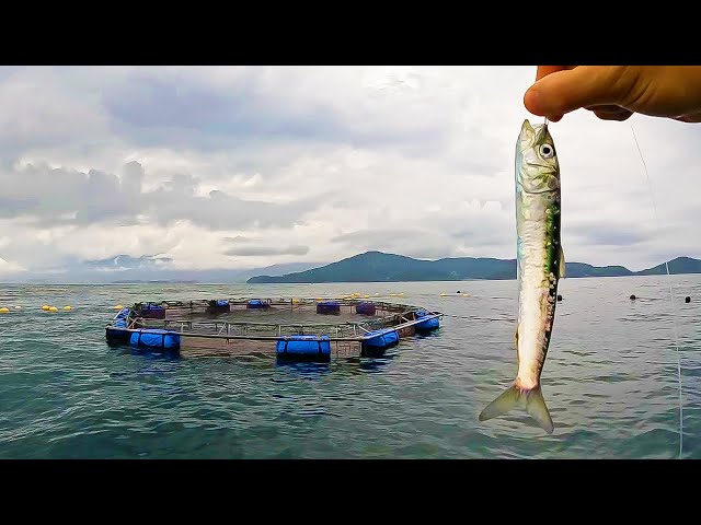 Special Permission] Fishing with live sardines next to a