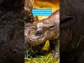 Wer hat eine Idee? Der jüngste Nachwuchs im Berliner Zoo ist auf Namenssuche. #rtlnews  #shorts