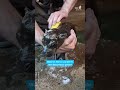 Wer hat eine Idee? Der jüngste Nachwuchs im Berliner Zoo ist auf Namenssuche. #rtlnews  #shorts
