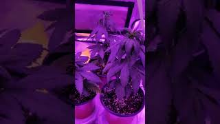 Wk5 Flower Auto Grizzly cakes by chef Anna&Wk5 Sunshine lime photo bagseed Black swallow living soil