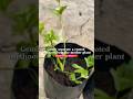 Infinite Celery Glitch! 🌱 How to Propagate Celery Easily #gardeninghacks #diygardening